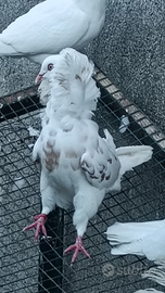 Coppia colombi cappucino