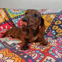 Bassotte femmine kaninchen