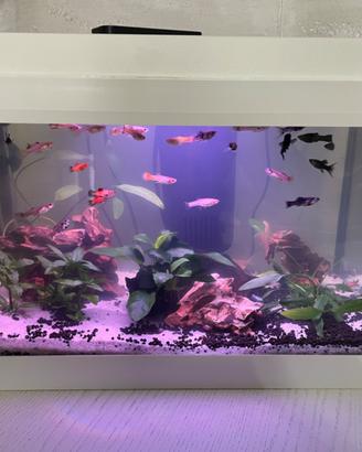 Acquario