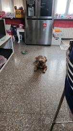 Bulldog francese Maschio vorrebbe fidanzata