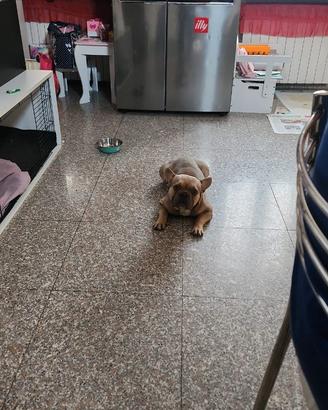 Bulldog francese Maschio vorrebbe fidanzata