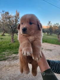 Cuccioli di Golden Retriever