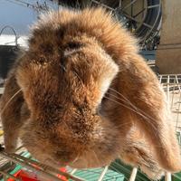 Conigli ariete nano con gabbia