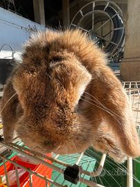 Conigli ariete nano con gabbia