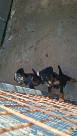 2 maschi Jagdterrier