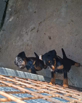 2 maschi Jagdterrier