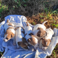 Cuccioli di Jack Russel