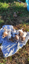 Cuccioli di Jack Russel