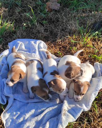 Cuccioli di Jack Russel