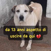 Segno - 13 anni di canile