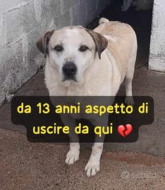 Segno - 13 anni di canile