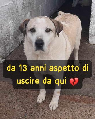 Segno - 13 anni di canile