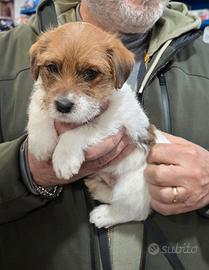 Cuccioli di Jack Russell Terrier broken ruvido