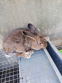 Coniglia gravida
