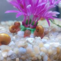 🐌 Lumache rosa Planorbarius corneus