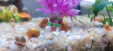 🐌 Lumache rosa Planorbarius corneus