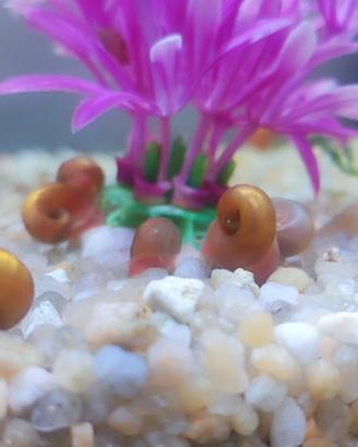 🐌 Lumache rosa Planorbarius corneus