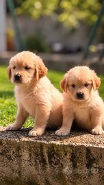 Cuccioli Golden Retriever
