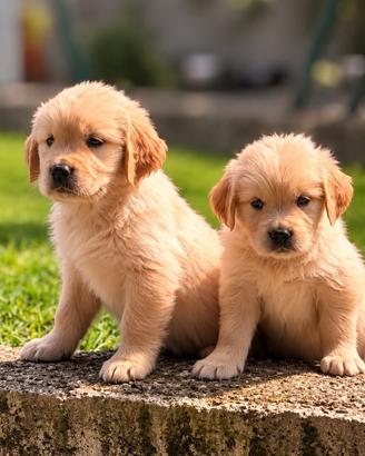 Cuccioli Golden Retriever