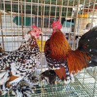 Galline