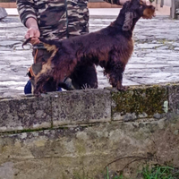 Cocker spaniel Inglese