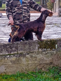 Cocker spaniel Inglese