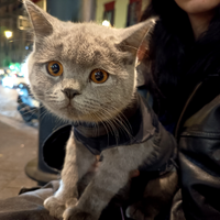 Gattino scottish straight pronto per la monta