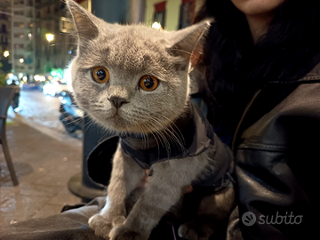 Gattino scottish straight pronto per la monta