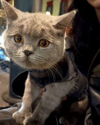 Gattino scottish straight pronto per la monta