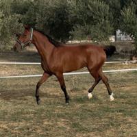 Cavallo arabo