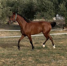 Cavallo arabo