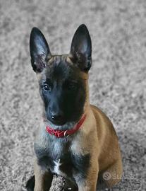 Pastore belga Malinois cuccioli