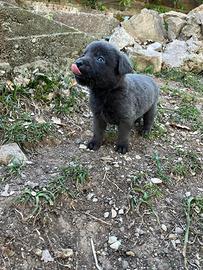 Labrador