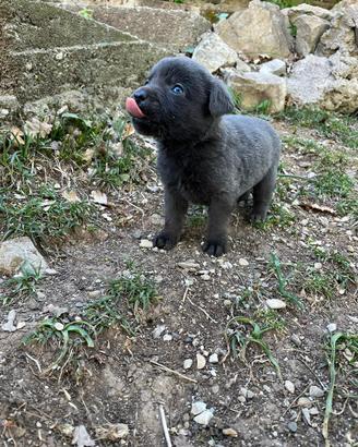 Labrador