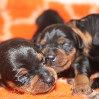 Pinscher nano (Zwergpinscher) con pedigree