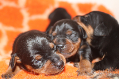 Pinscher nano (Zwergpinscher) con pedigree