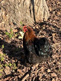 Galli di cocincina nani