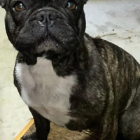 Buldog francese adulta