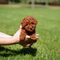 Cucciolo di Barboncino Toy