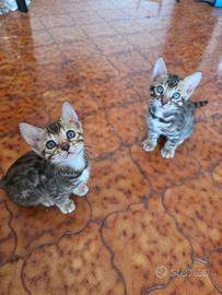 Cuccioli bengala