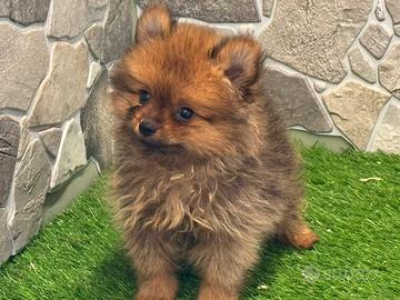 Spitz di Pomerania