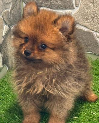 Spitz di Pomerania