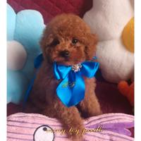 Cucciolo di barbone taglia miny toy