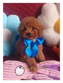 Cucciolo di barbone taglia miny toy