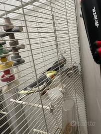 Calopsite mamma&figlio