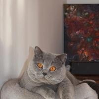 British per accoppiamento