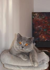 British per accoppiamento