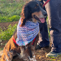 Condor il cane da adottare