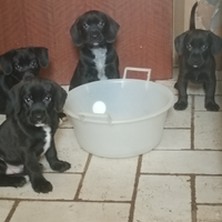 Cuccioli di lupetto e cocker