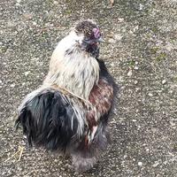 Coppia galline moroseta